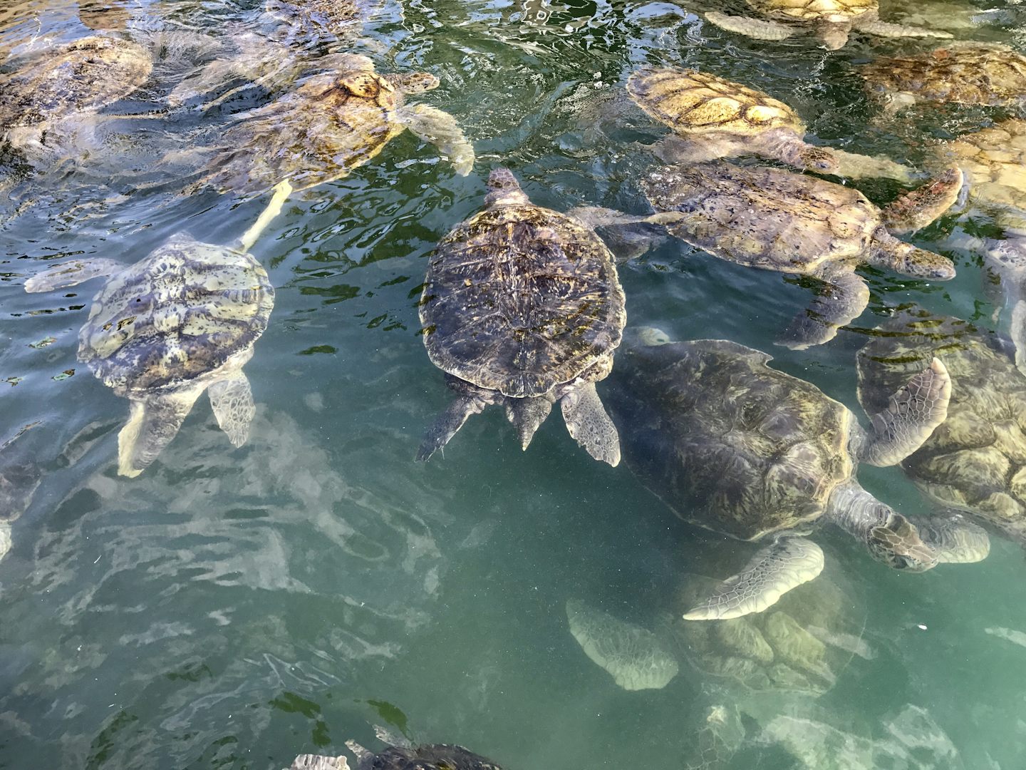 Turtle Farm on Grand Cayman.