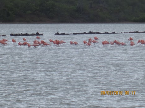 Flamingos on Curacao tour