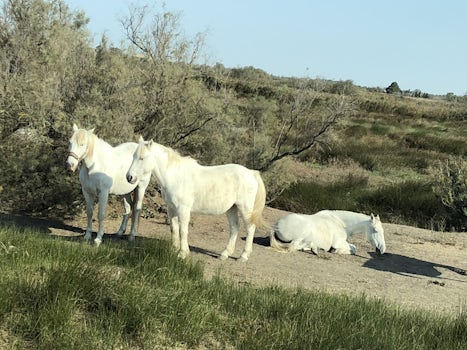 Famous white horses of Camargue.