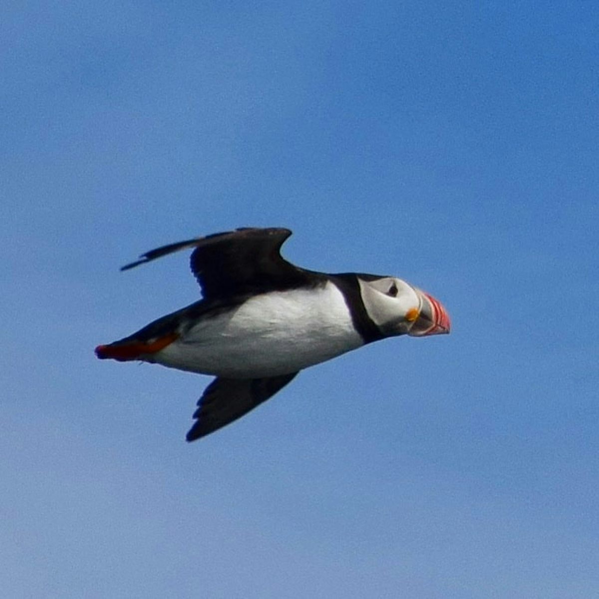 Puffin with Breakfast in Iceland