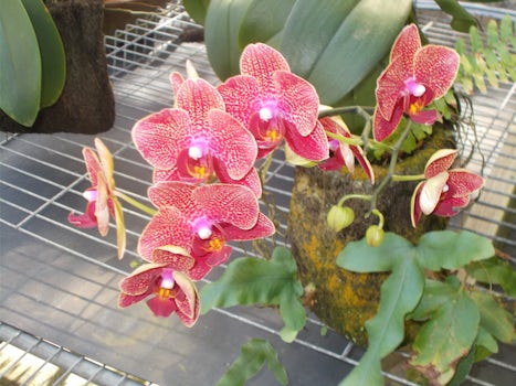Orchids from Stoney House, St. Lucia.