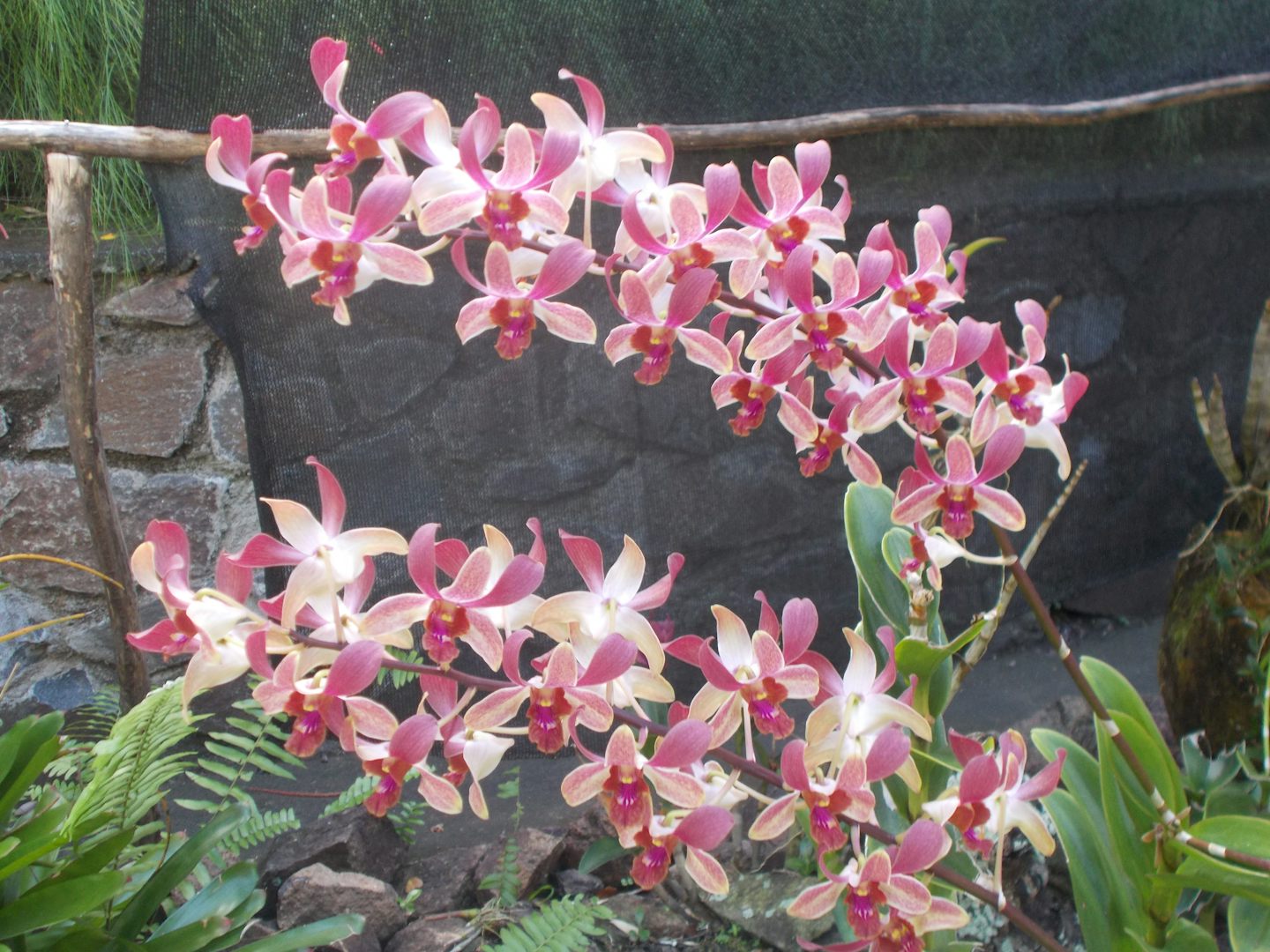 Orchids from Stoney House, St. Lucia.