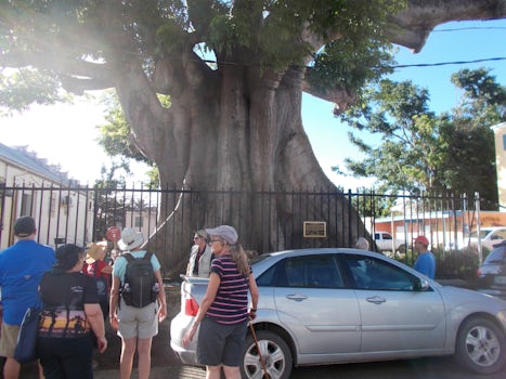 This is a capoc tree in St. Croix.  When I was in Blue Birds in the 1960&#3