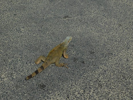 Just about stepped on Him in St Kitts, just wandered across the road as we