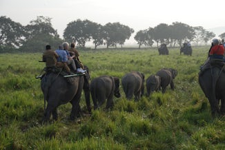 Kaziranga Elephant safari