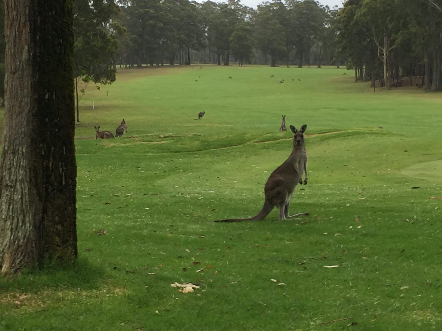 Tea and kangaroo siting. Excellent adventure!