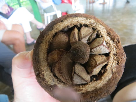 Brazil nut enclosed in husk