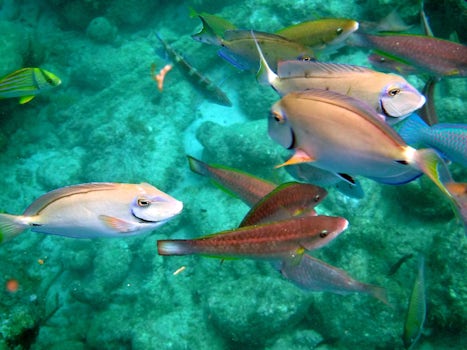 Curacao underwater