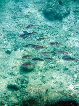 Curacao- school of squid