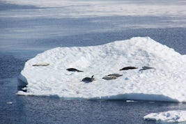Seals hitching a ride in Antarctia