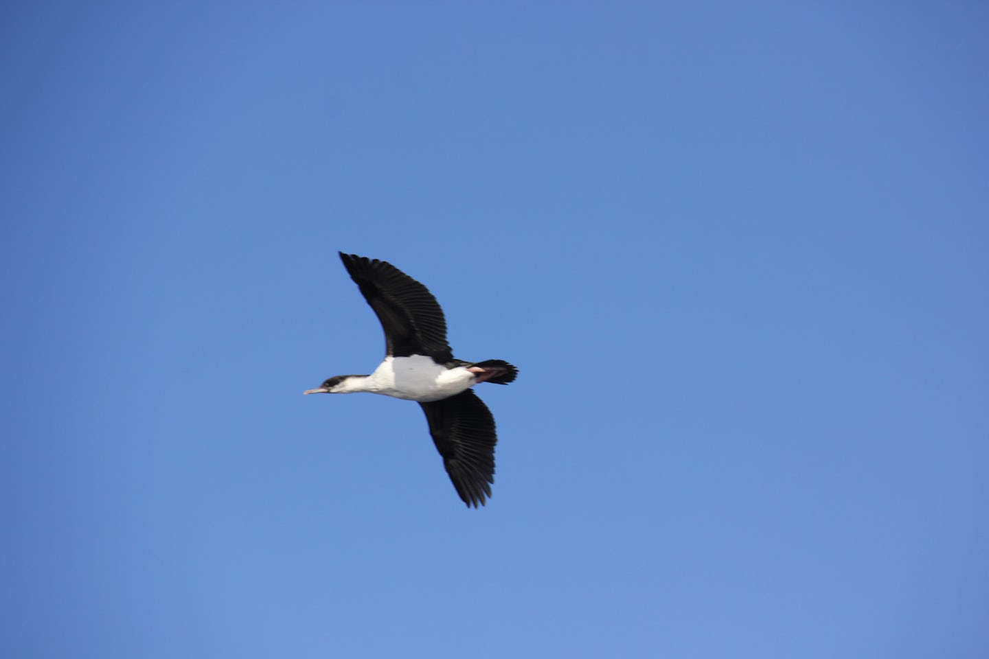 Bird flying over the ship in Antarctia