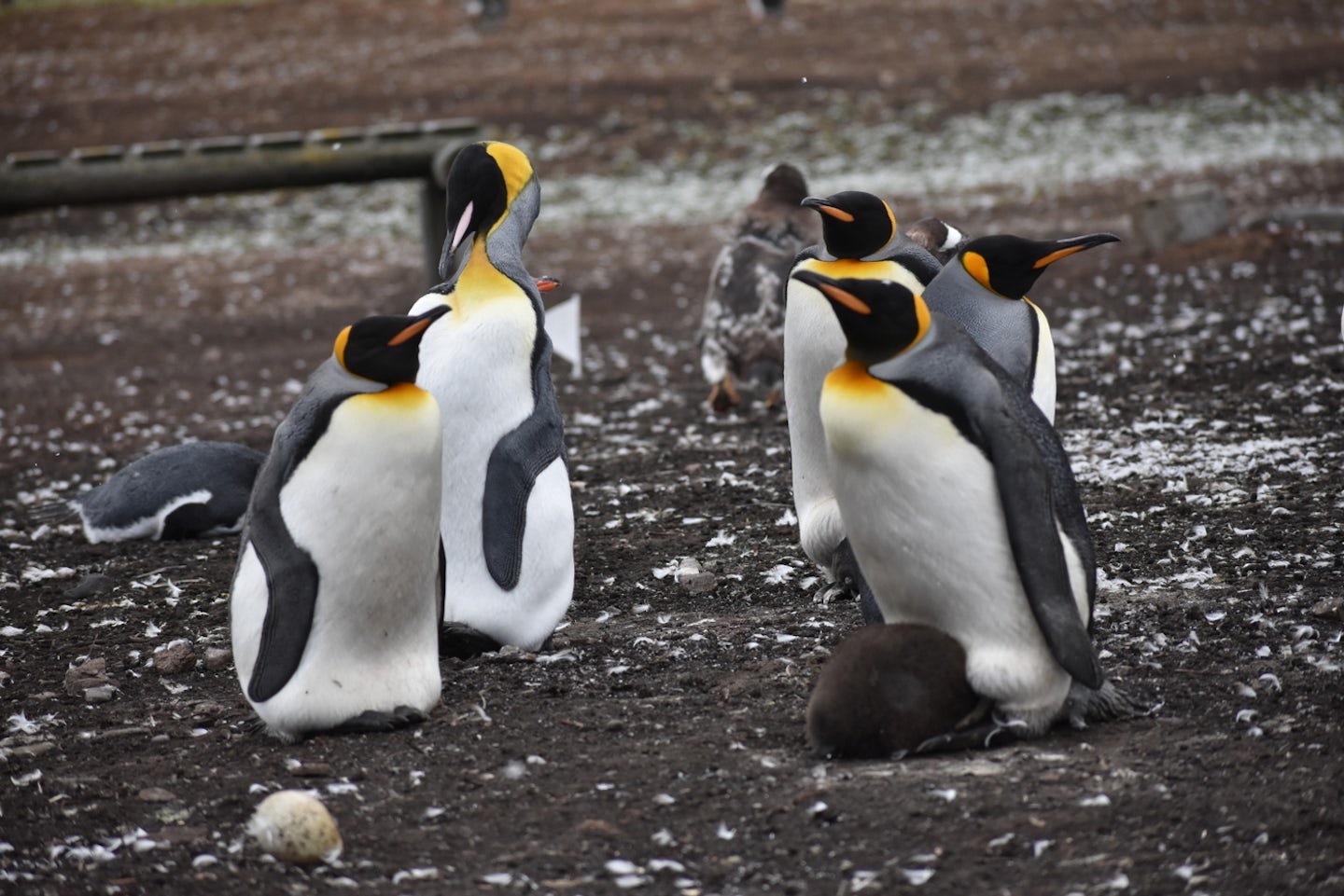 Penguins in Falkland Island
