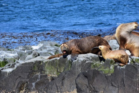 Big Sea Lions off the coast of in Ushuaia