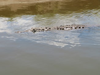 Crocodile in Tarcoles River