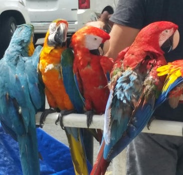 Colorful parrots on the streets of San Juan