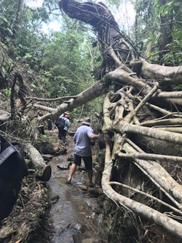 Manta rainforest hike