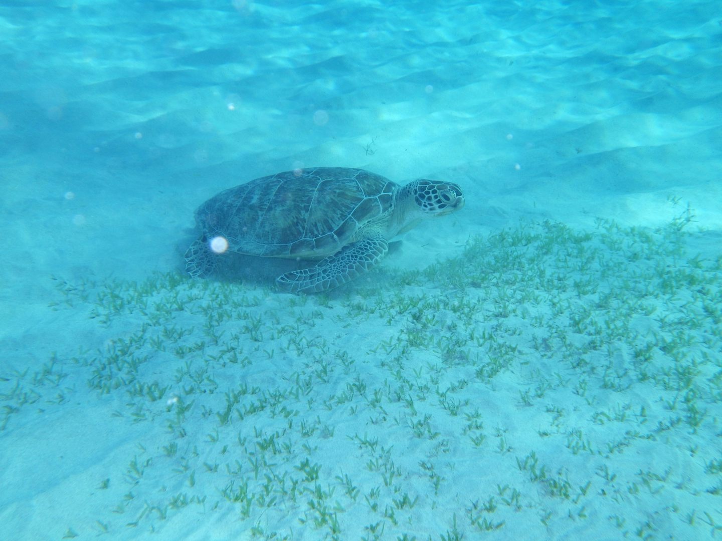 Sea turtle photographed at about 12 feet down on an excursion.