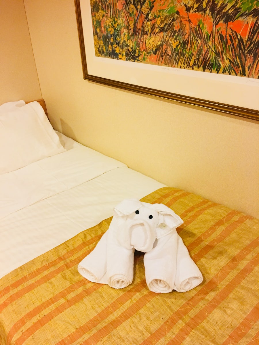 Everyday upon returning to my stateroom l was met with a friendly little towel animal.