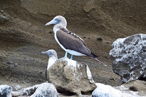 Two blue footed boobies