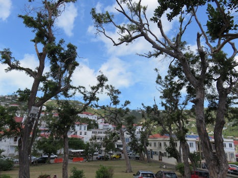 Trees on Saint Thomas damaged from the last hurricane.
