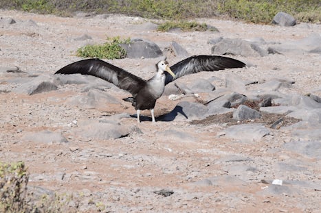Juvenile albatross