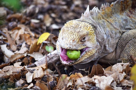 Iguana with apple in its mouth, he swallowed it whole!