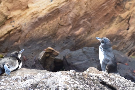 Two Galápagos penguins