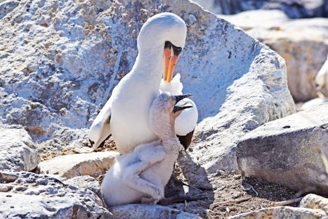 Nasca booby with chick