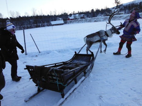 Reindeer sled ride at Sami settlement near Alta