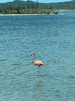 One of many Flamingos seen on our tour