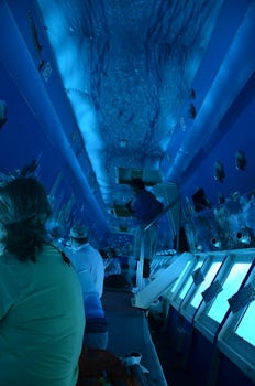 Inside the semi-sub in Cozumel.  Highly recommend this trip.