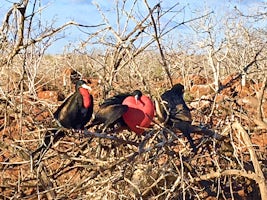 The magnificent frigate birds