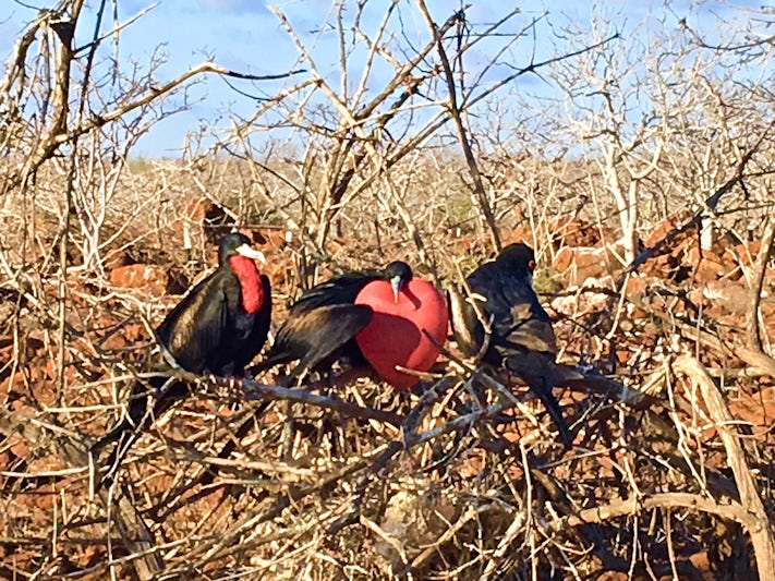 The magnificent frigate birds