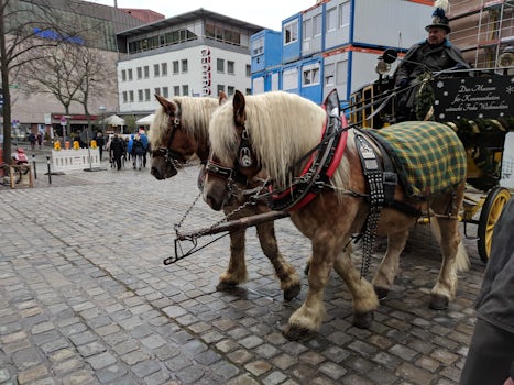Horses in Regensburg.