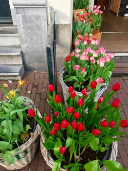 Tulips in November - Amsterdam