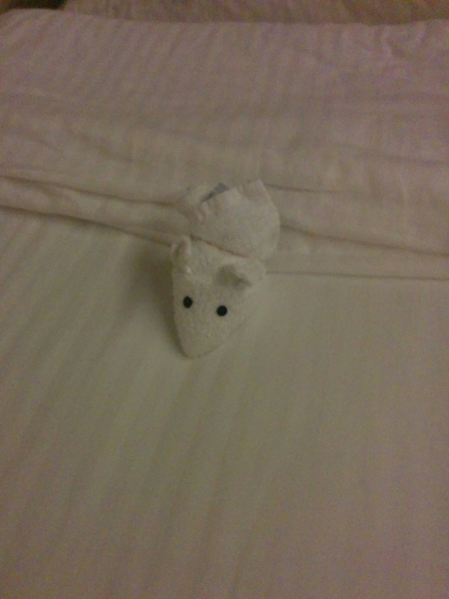 "Squeek", Fred our cabin steward made us a wee little mouse for my daughter