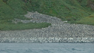 Portion of a large breeding colony of penguins