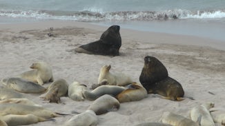 New Zealand sea lions  beach masters guarding their patch of beach