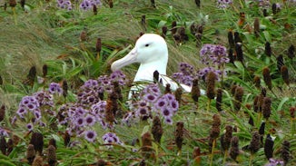 Albatros nesting amongst unique vegetation