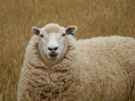 Sheep in Dunedin