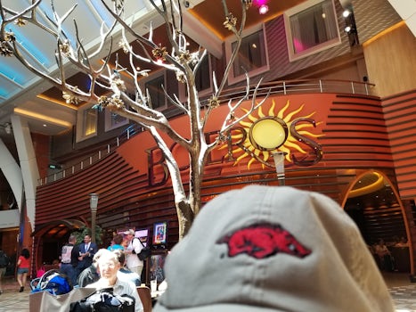 Traveling Razorback hat enjoying a first drink on board the Allure of the S