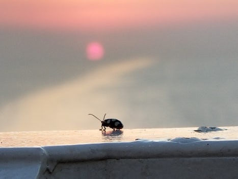 This is a close up of a lady bug seemingly enjoying the bahama sunset with