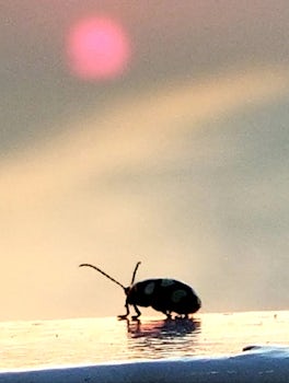 A close up of the Allure of the Seas lady bug mascot enjoying the sunset, i