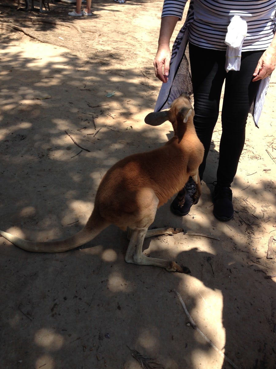 Tour:  Lone Pine Koala Sanctuary.  Feeding kangaroos.