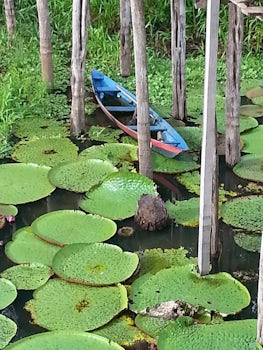 The famous giant water-lilies of Lake Janaurai, an Optional outing - by can