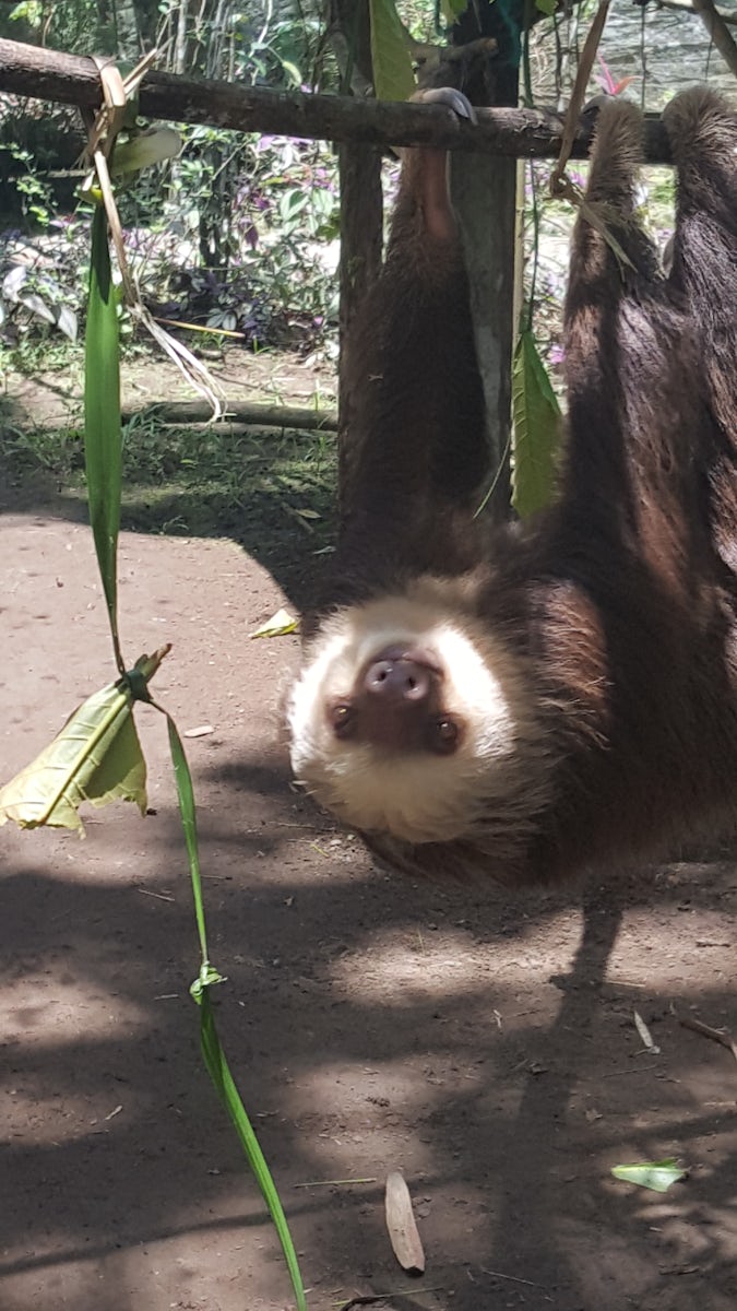 Tree of Life Wildlife Sanctuary in Port Limon Costa Rica.... a sloth.