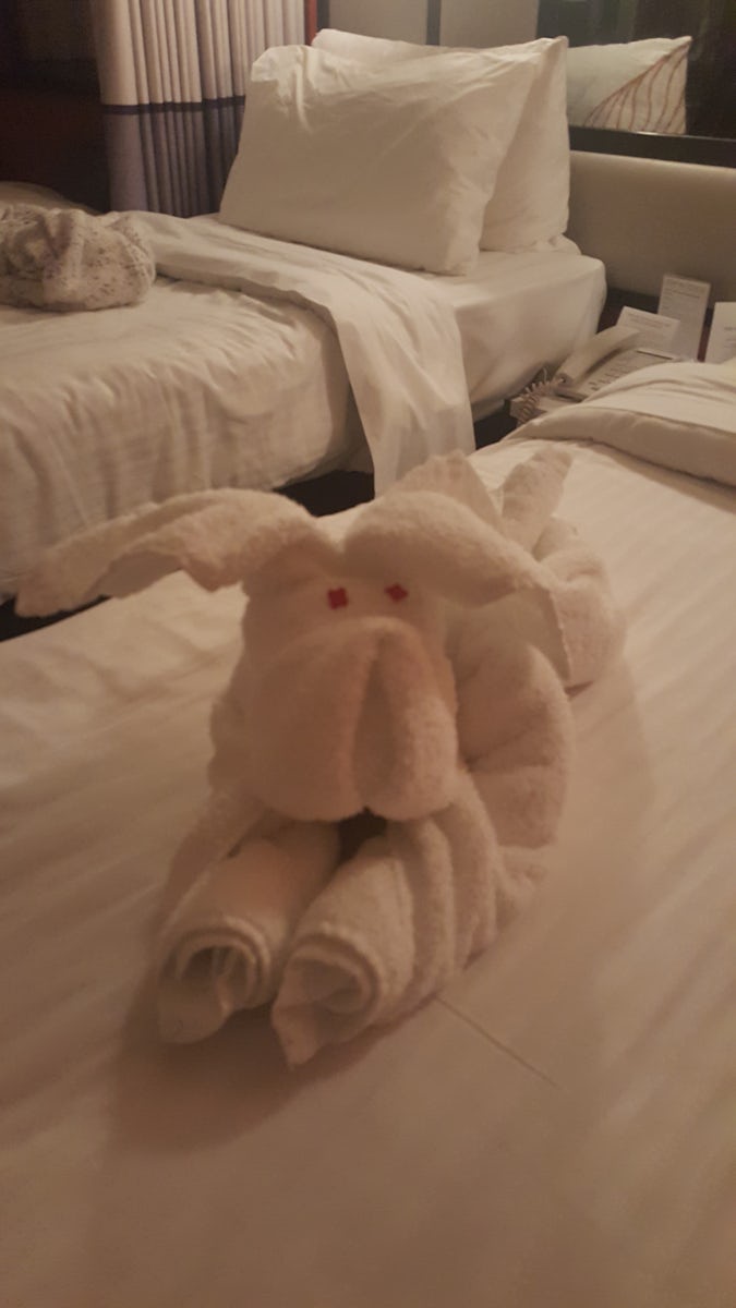 one of the nightly towel animals on ship.