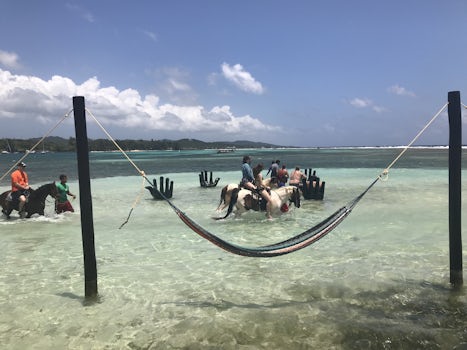 Little French Key hammocks and horses in the water