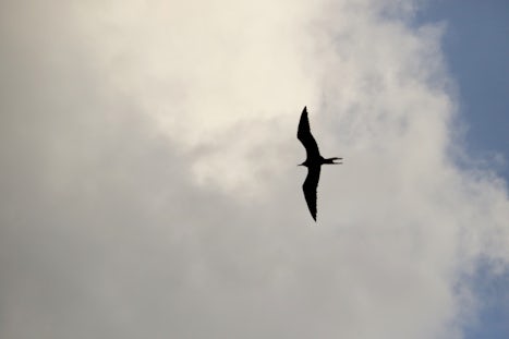 Frigatebird following the ship