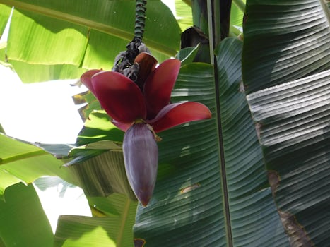 Puerto Limon, Costa Rica. This flower will become a hand of bananas.